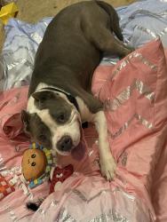 Found/Stray Male Dog last seen Folsom rd, Jonesboro, GA 30236