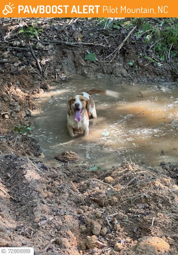 Found/Stray Male Dog last seen Near Pilot Westfield road , Pilot Mountain, NC 27041