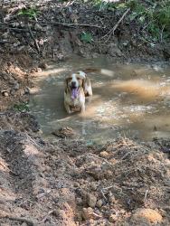 Found/Stray Male Dog last seen Near Pilot Westfield road , Pilot Mountain, NC 27041