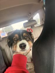 Found/Stray Female Dog last seen zuni ave, Denver, CO 80219
