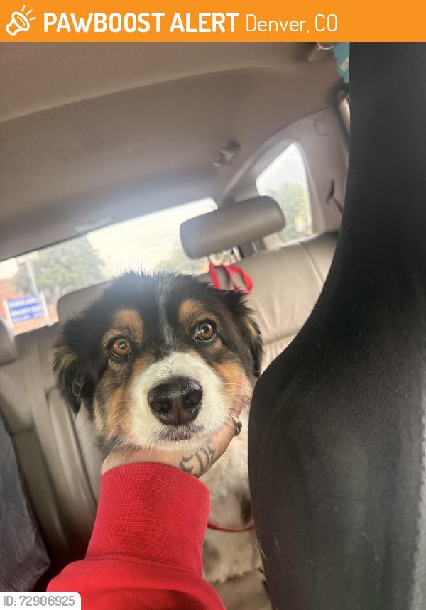 Found/Stray Female Dog last seen zuni ave, Denver, CO 80219
