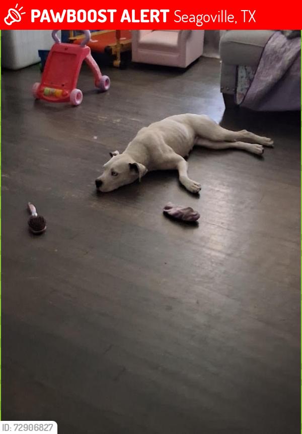 Lost Female Dog last seen E Simonds Rd/ Seagoville Rd, Seagoville, TX 75159