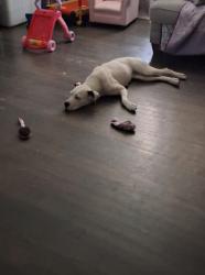 Lost Female Dog last seen E Simonds Rd/ Seagoville Rd, Seagoville, TX 75159