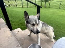 Found/Stray Male Dog last seen Fm120 and Georgetown rd., Pottsboro, TX 75076