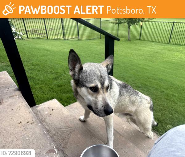 Found/Stray Male Dog last seen Fm120 and Georgetown rd., Pottsboro, TX 75076