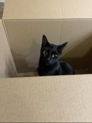Reunited Female Cat last seen apmts by Valley Golf Center, Avondale, AZ 85392