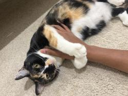 Lost Female Cat last seen She ran into 21 roland street hse , Warrawee, NSW 2074