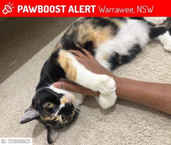 Lost Female Cat last seen She ran into 21 roland street hse , Warrawee, NSW 2074