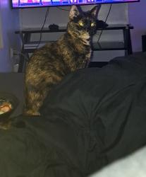 Reunited Female Cat last seen Broadway and wilmot, Tucson, AZ 85711