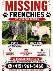 Lost Female Dog last seen Cardella Ave, Merced, CA 95348