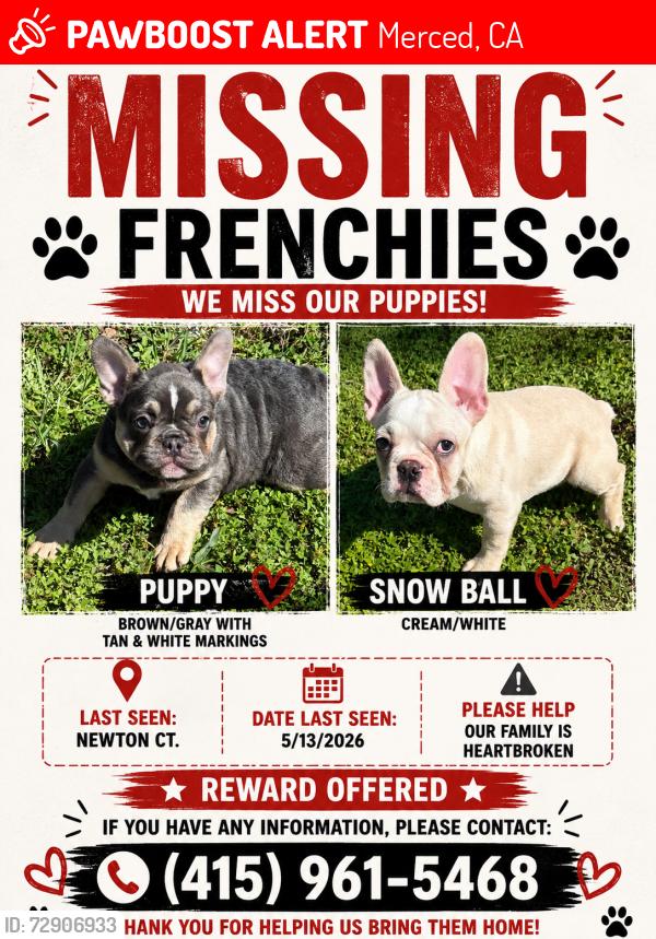 Lost Female Dog last seen Cardella Ave, Merced, CA 95348