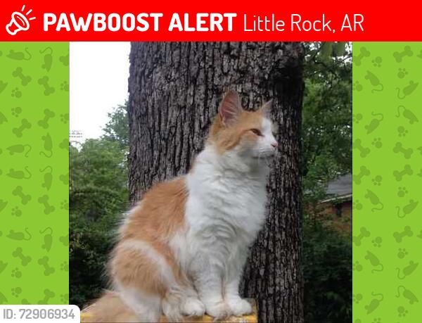 Lost Male Cat last seen South of H St. & N. Fillmore, Little Rock, AR 72205