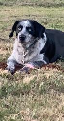 Reunited Female Dog last seen Near E Darby Rd, Taylors, SC 29687, USA, Taylors, SC 29687