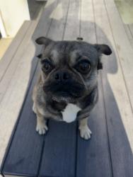 Lost Female Dog last seen Santa Clarita park, Santa Clarita, CA 91354