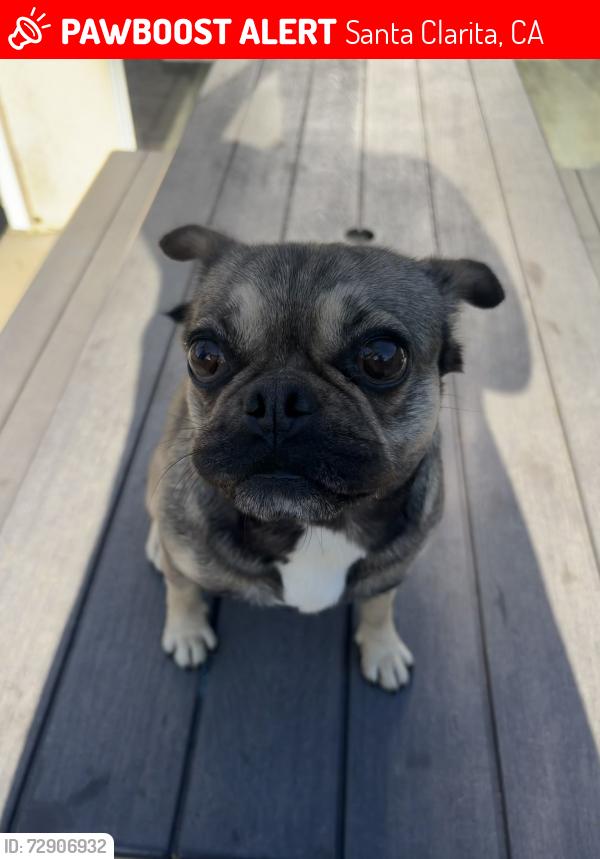 Lost Female Dog last seen Santa Clarita park, Santa Clarita, CA 91354