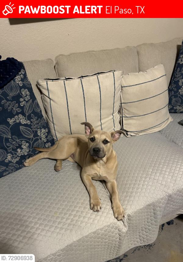 Lost Female Dog last seen Rich beem, El Paso, TX 79938