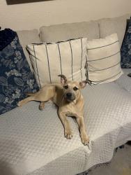 Lost Female Dog last seen Rich beem, El Paso, TX 79938