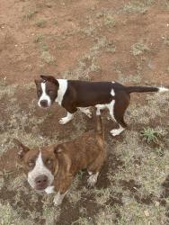 Found/Stray Unknown Dog last seen Near Harlowe Dr, Midland, TX 79703