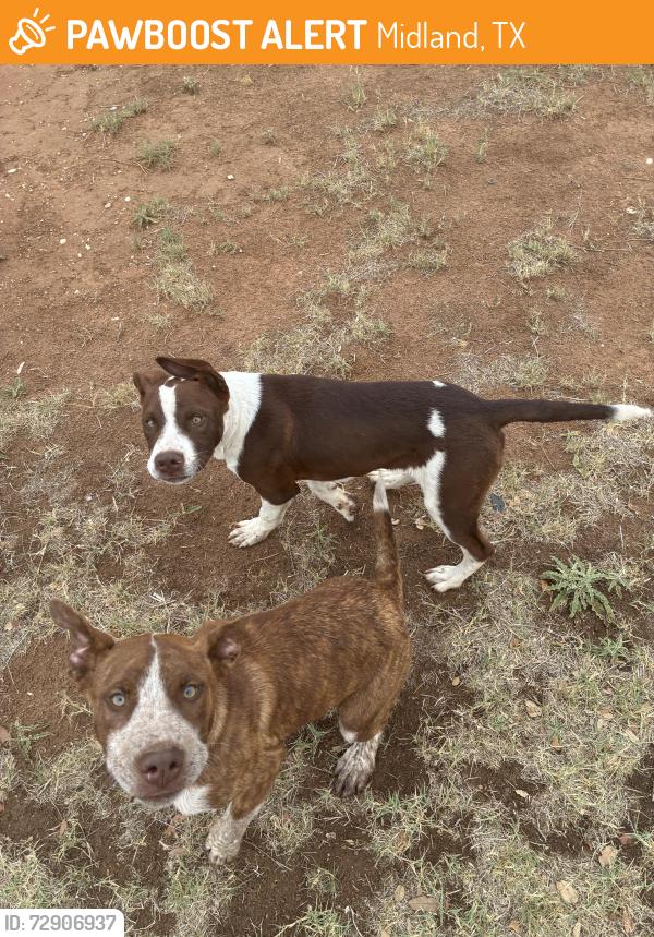 Found/Stray Unknown Dog last seen Near Harlowe Dr, Midland, TX 79703