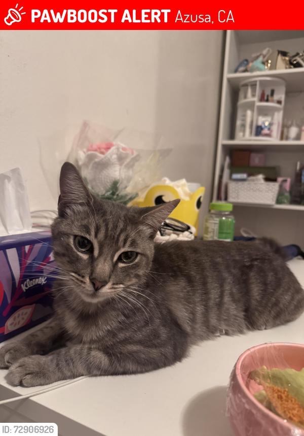 Lost Male Cat last seen Near Sally Lee Avenue, Azusa, CA, USA, Azusa, CA 91702