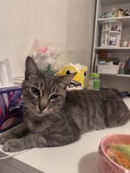 Lost Male Cat last seen Near Sally Lee Avenue, Azusa, CA, USA, Azusa, CA 91702