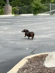 Found/Stray Unknown Dog last seen Parking lot of Zion Lutheran Church, Saint Charles, MO 63304