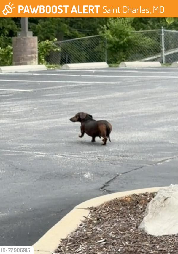 Found/Stray Unknown Dog last seen Parking lot of Zion Lutheran Church, Saint Charles, MO 63304