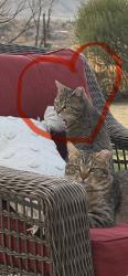 Lost Female Cat last seen Sims and 20th, Lakewood, CO 80401