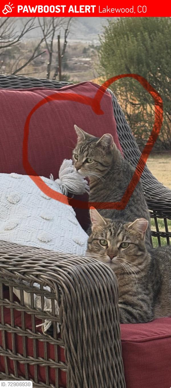 Lost Female Cat last seen Sims and 20th, Lakewood, CO 80401