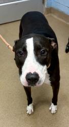 Shelter Stray Male Dog last seen Near Brookcrest Circle, Decatur 30032, 30032, GA, Atlanta, GA 30341