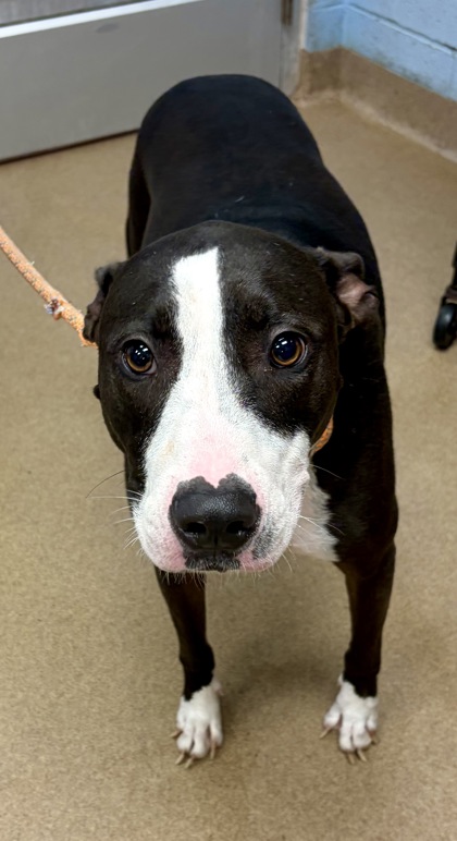 Shelter Stray Male Dog last seen Near Brookcrest Circle, Decatur 30032, 30032, GA, Atlanta, GA 30341