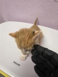 Shelter Stray Male Cat last seen El Paso, TX 79935, Fort Bliss, TX 79906