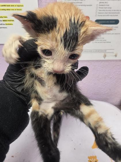 Shelter Stray Female Cat last seen El Paso, TX 79935, Fort Bliss, TX 79906