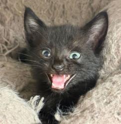 Shelter Stray Male Cat last seen Dartmouth / Southwest Pkwy, City of College Station, TX, 5359 Leonard Rd, Bryan, TX 77807, USA
