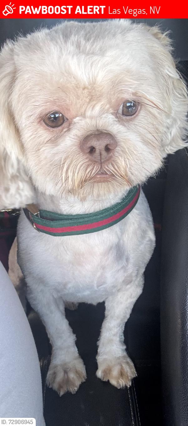 Lost Male Dog last seen Near silent vista way , Las Vegas, NV 89122