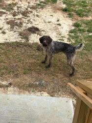 Found/Stray Unknown Dog last seen South Little Sand Mountain Rd, Armuchee, GA 30105