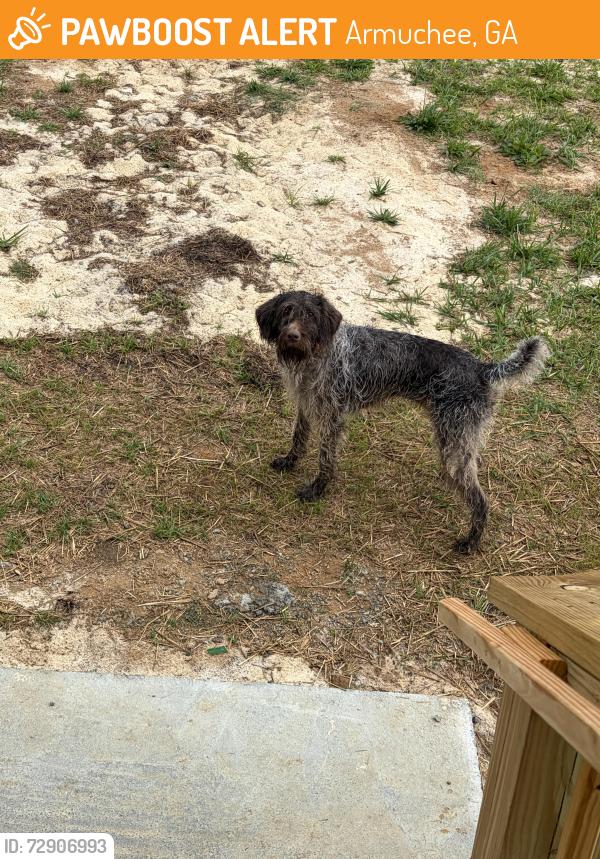 Found/Stray Unknown Dog last seen South Little Sand Mountain Rd, Armuchee, GA 30105