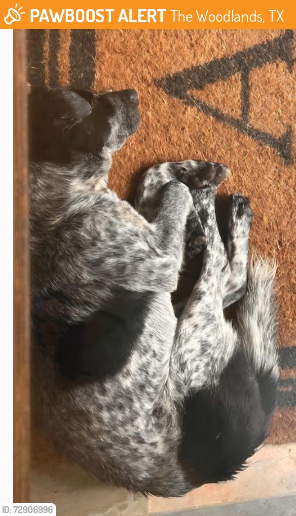 Found/Stray Unknown Dog last seen Flintridge and Kuykendahl, The Woodlands, TX 77381