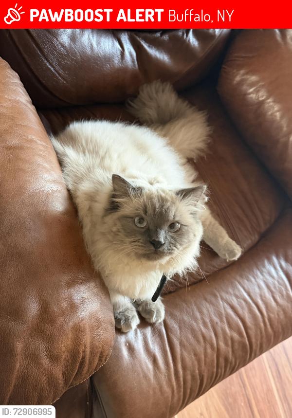 Lost Male Cat last seen Near Dearborn st buffalo new york, Buffalo, NY 14207