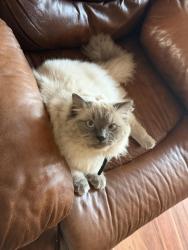Lost Male Cat last seen Near Dearborn st buffalo new york, Buffalo, NY 14207