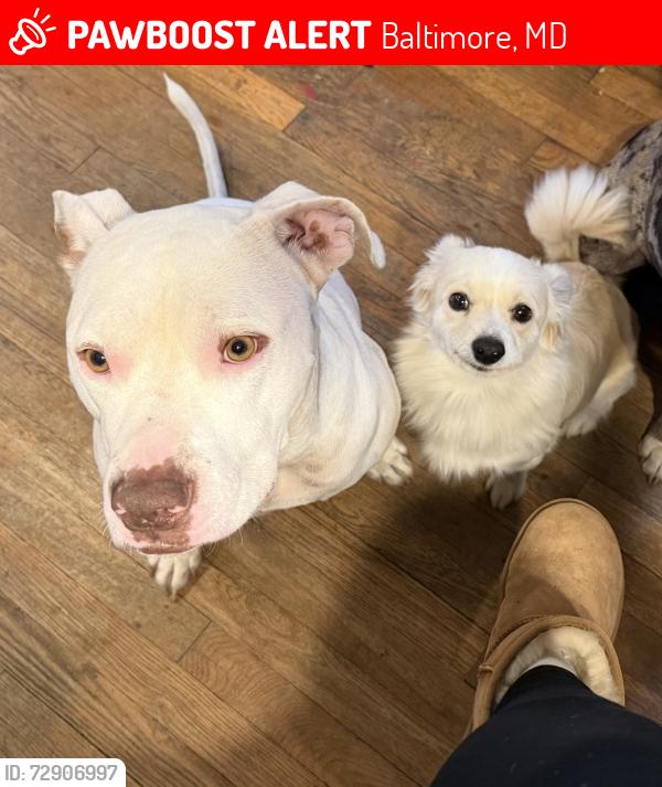 Lost Female Dog last seen Plumer , Baltimore, MD 21206