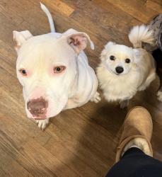 Lost Female Dog last seen Plumer , Baltimore, MD 21206