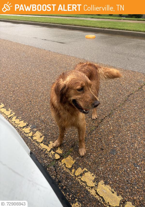Found/Stray Unknown Dog last seen First Pentecostal church, Collierville, TN 38017
