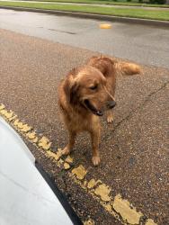 Found/Stray Unknown Dog last seen First Pentecostal church, Collierville, TN 38017