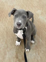 Reunited Male Dog last seen Wiggins Rd & Jones, St. Cloud, FL 34771