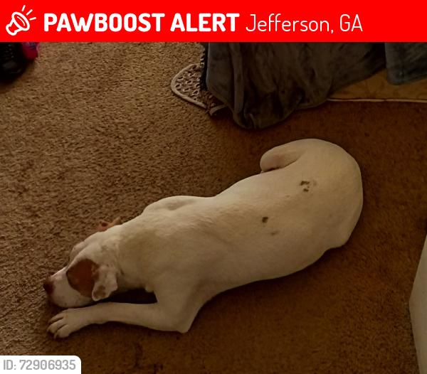 Lost Male Dog last seen Old Pendergrass RD, Jefferson, GA 30549