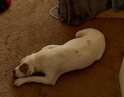 Lost Male Dog last seen Old Pendergrass RD, Jefferson, GA 30549