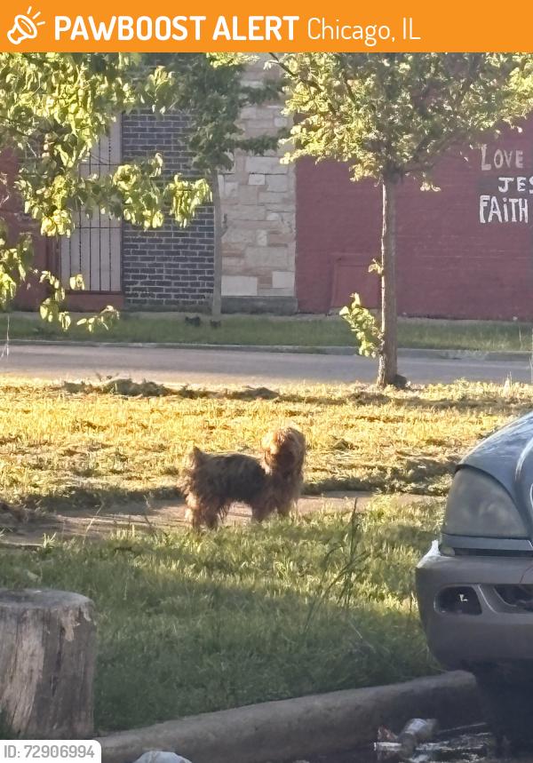Found/Stray Unknown Dog last seen 116th and lafayette, Chicago, IL 60628