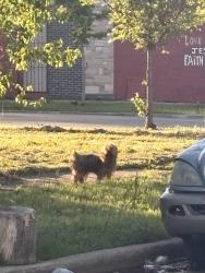 Found/Stray Unknown Dog last seen 116th and lafayette, Chicago, IL 60628