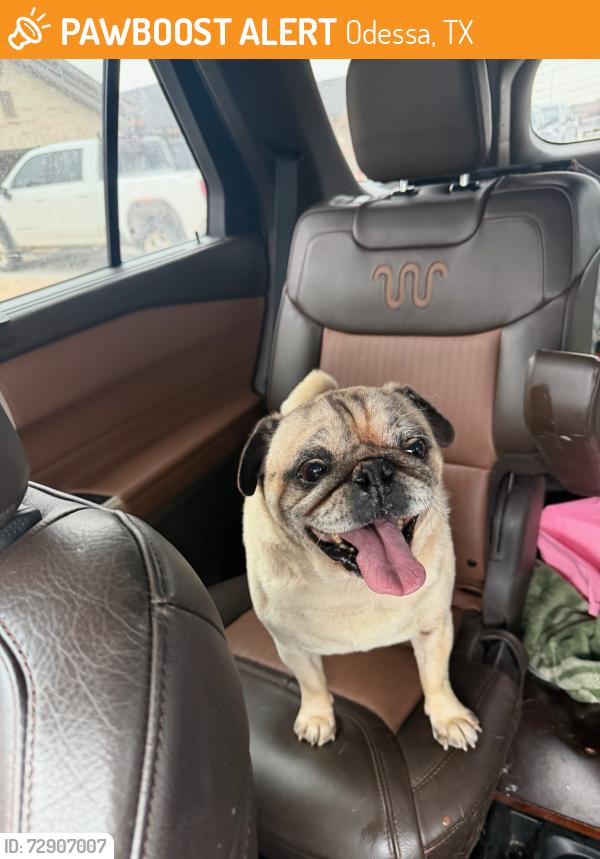 Found/Stray Male Dog last seen Nickel Ave , Odessa, TX 79762